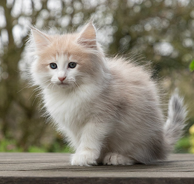 Valeria - 7 weeks old