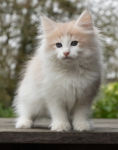 Valeria - 7 weeks old