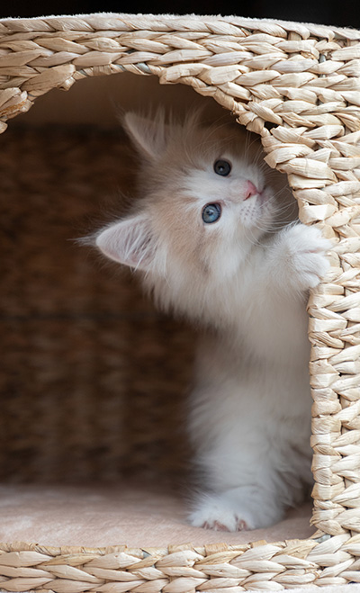 Valeria - 7 weeks old