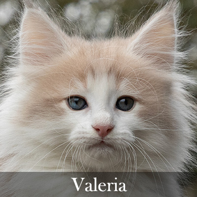 Valeria