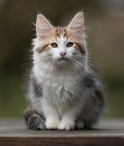 Valeska - 12 Wochen alt