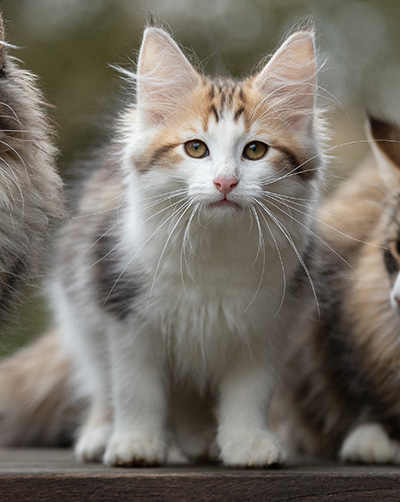 Valeska - 12 Wochen alt