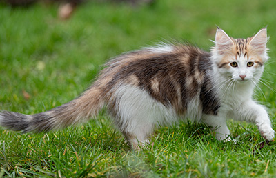 Valeska - 12 Wochen alt