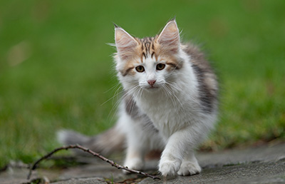 Valeska - 12 Wochen alt