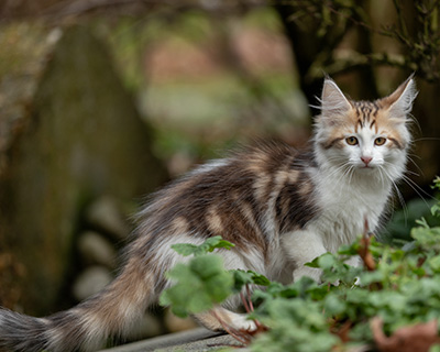 Valeska - 12 Wochen alt