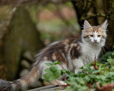 Valeska - 12 Wochen alt