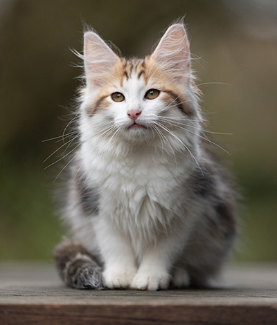 Valeska - 12 Wochen alt