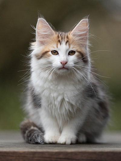 Valeska - 12 Wochen alt