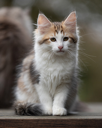 Valeska - 12 Wochen alt