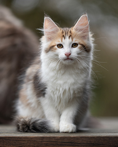 Valeska - 12 Wochen alt