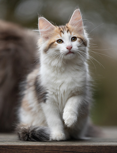 Valeska - 12 Wochen alt