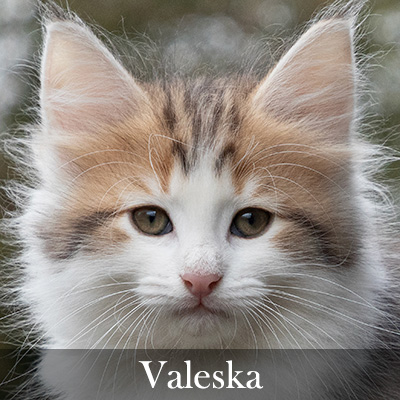 Valeska