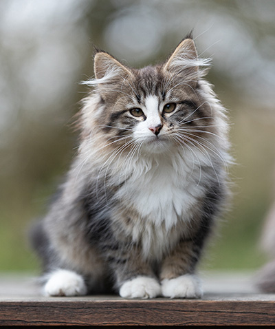 Viveka - 12 Wochen alt