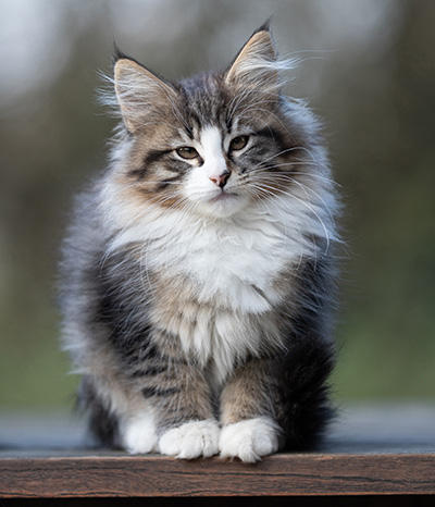 Viveka - 12 Wochen alt