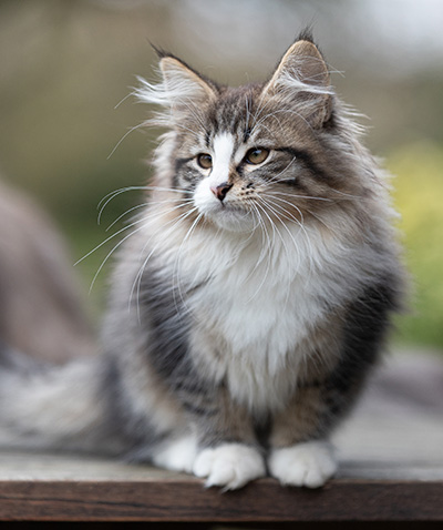 Viveka - 12 Wochen alt