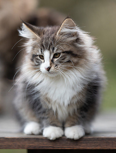 Viveka - 12 Wochen alt