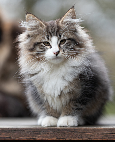 Viveka - 12 Wochen alt