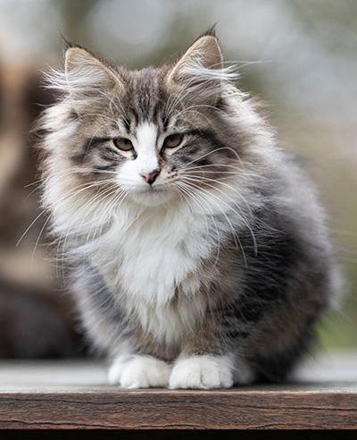 Viveka - 12 Wochen alt