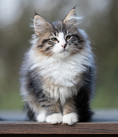 Viveka - 12 Wochen alt