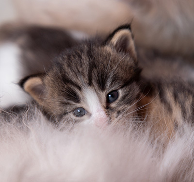Viveka - 3 weeks old