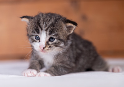 Viveka - 3 weeks old