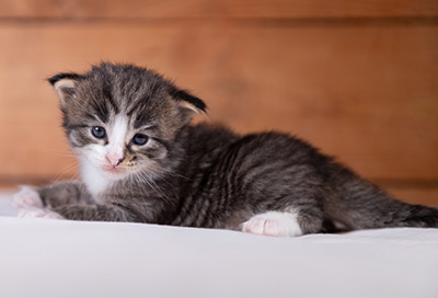 Viveka - 3 weeks old