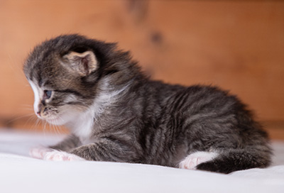 Viveka - 3 weeks old