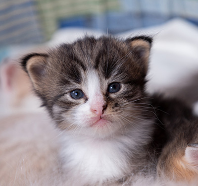 Viveka - 3 weeks old