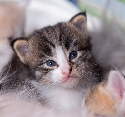 Viveka - 3 weeks old