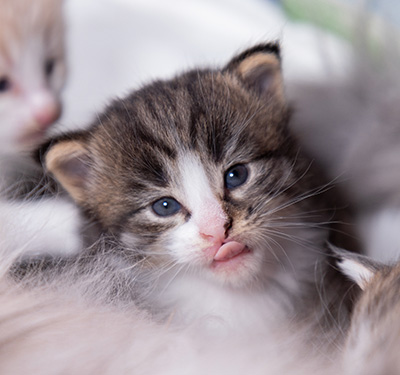 Viveka - 3 weeks old