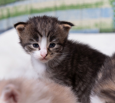 Viveka - 3 weeks old