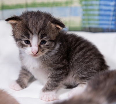 Viveka - 3 weeks old