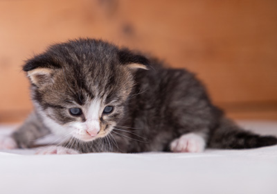 Viveka - 3 weeks old