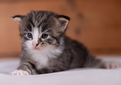 Viveka - 3 weeks old