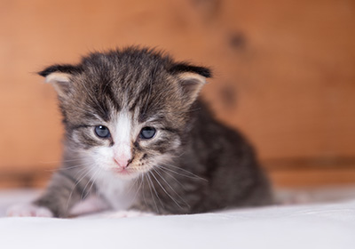 Viveka - 3 weeks old