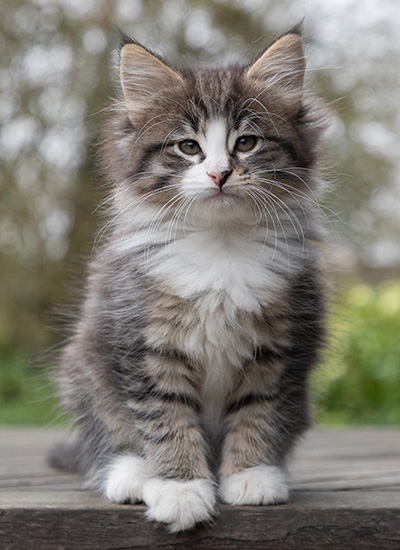 Viveka - 7 weeks old