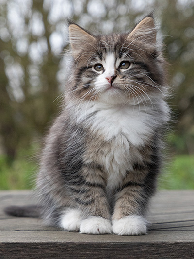 Viveka - 7 weeks old
