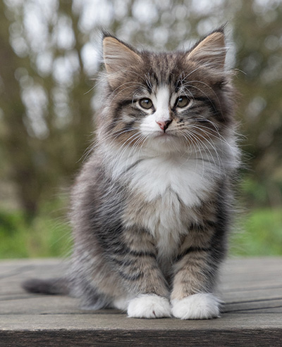Viveka - 7 weeks old