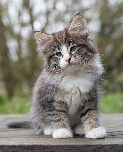 Viveka - 7 weeks old