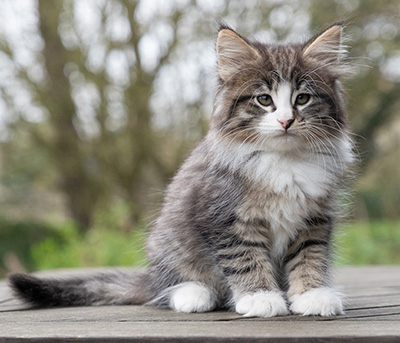 Viveka - 7 weeks old