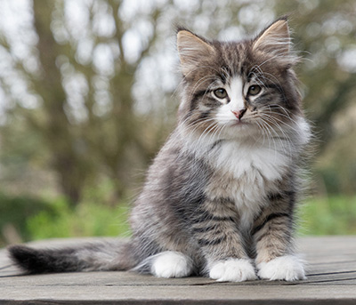 Viveka - 7 weeks old
