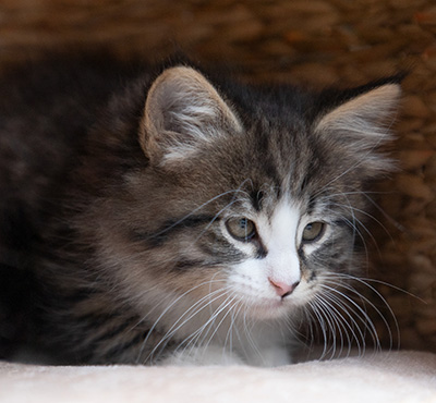 Viveka - 7 weeks old