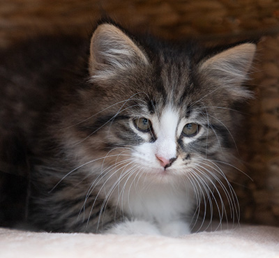 Viveka - 7 weeks old