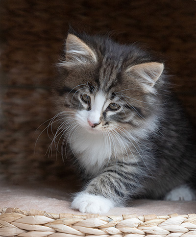 Viveka - 7 weeks old