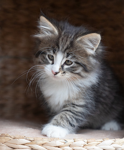 Viveka - 7 weeks old
