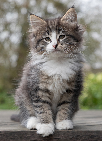 Viveka - 7 weeks old