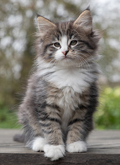 Viveka - 7 weeks old