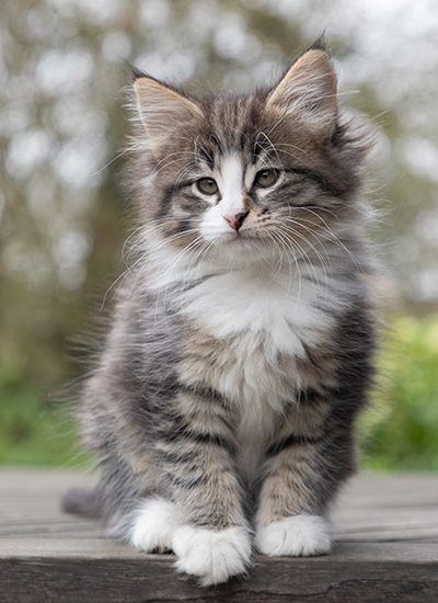 Viveka - 7 weeks old