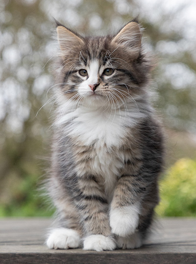 Viveka - 7 weeks old