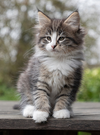 Viveka - 7 weeks old